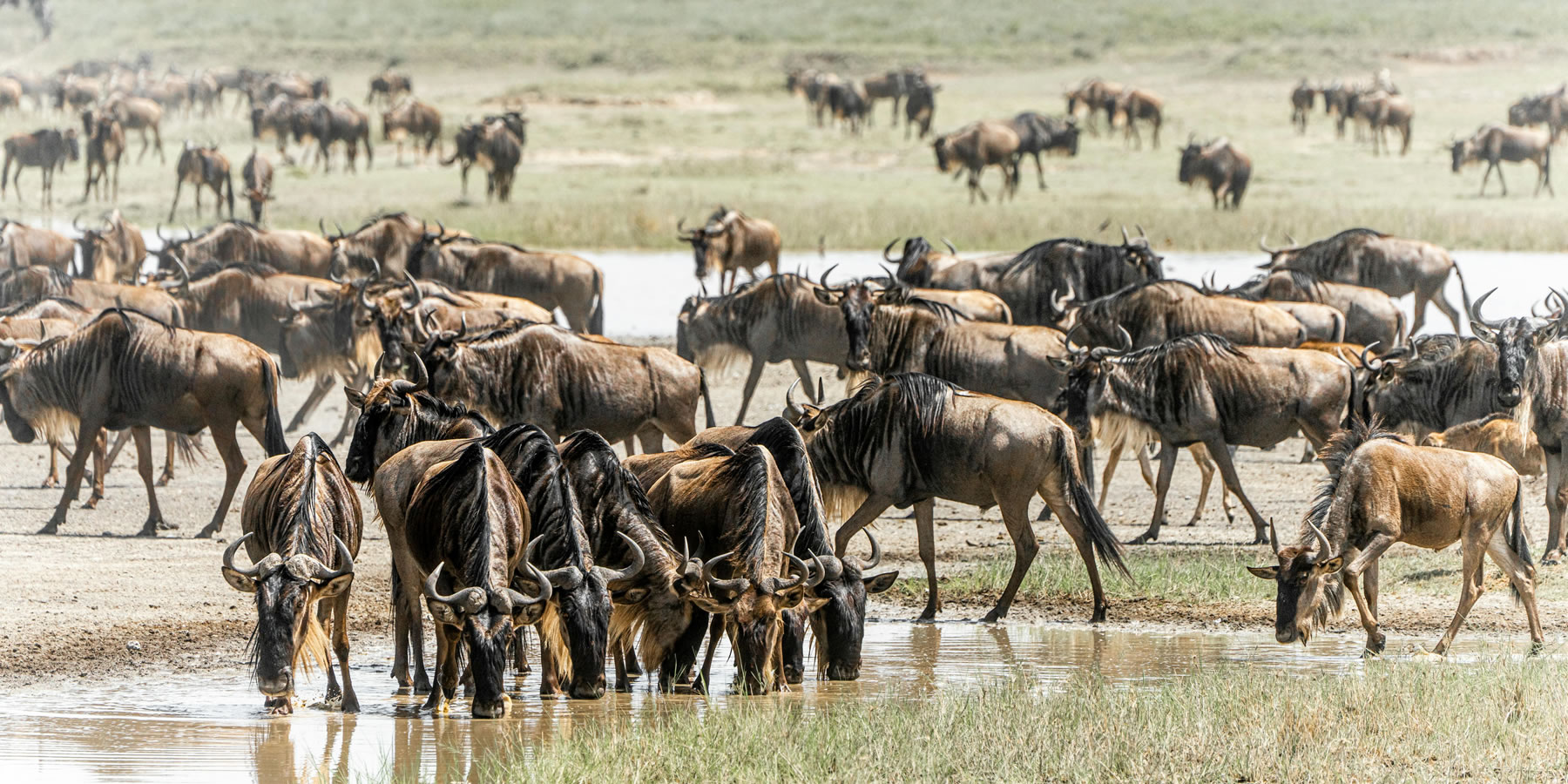 How much does a Kenya safari cost budget guide 2026